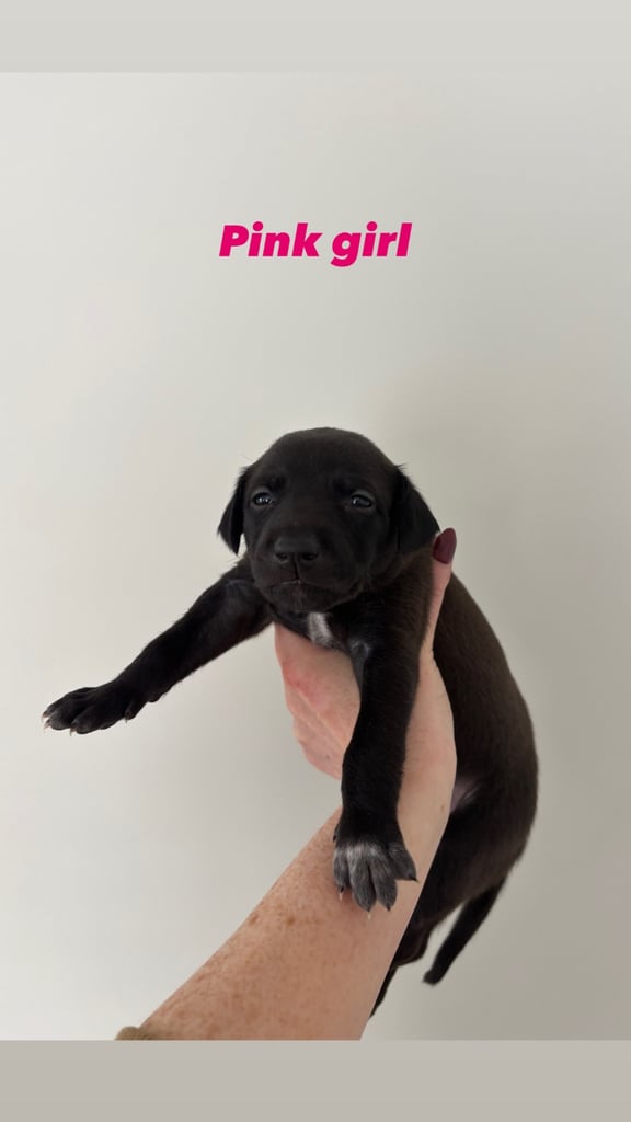 Pharaoh hound x whippet puppies 