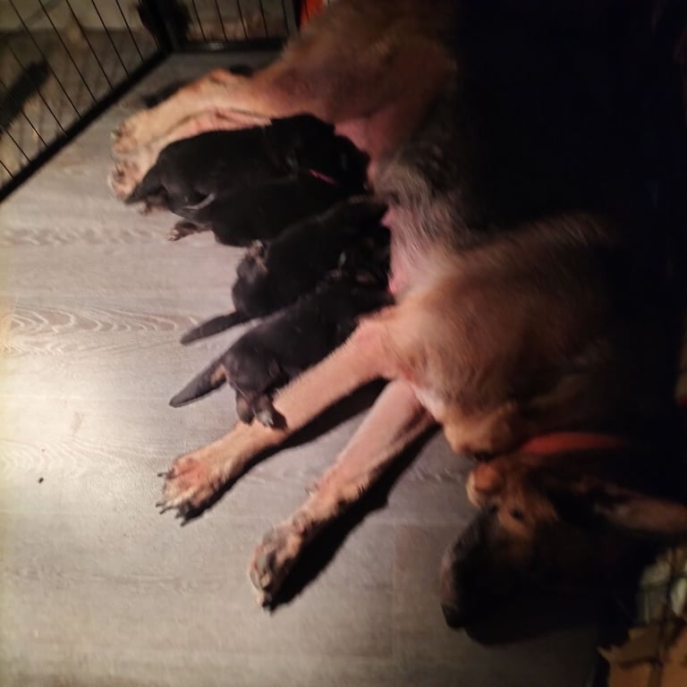 German Shepherd pups for sale 