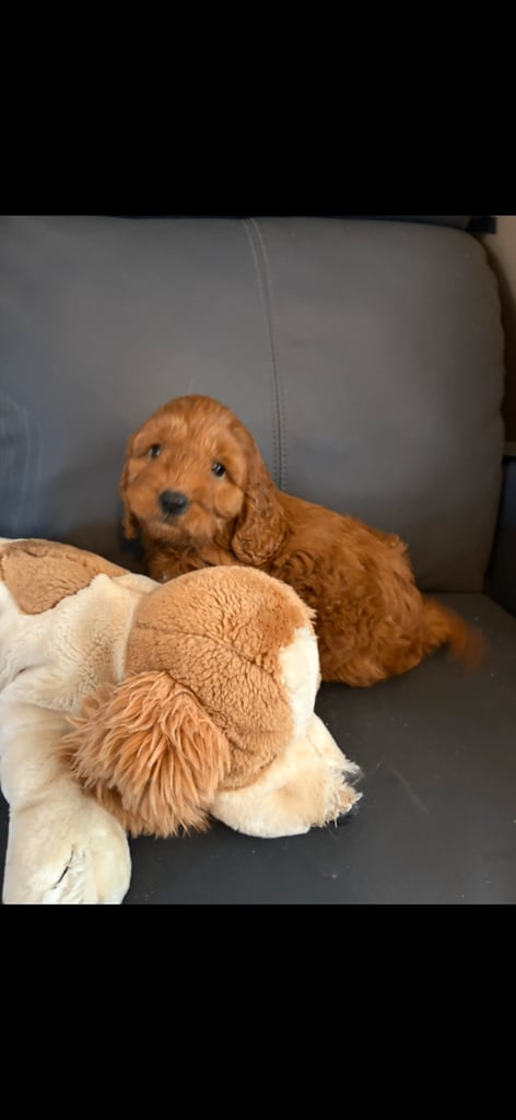 Cockapoo pups fox red