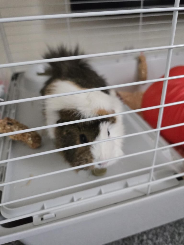 image for Guinea pigs