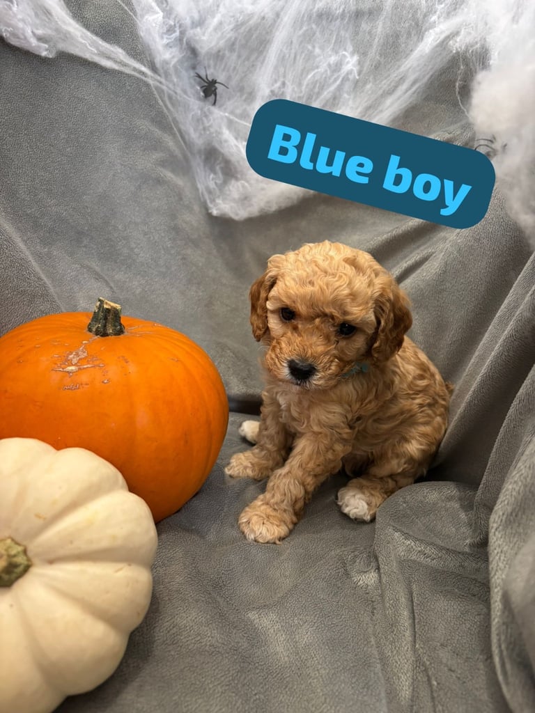 CAVAPOOCHON PUPPIES!!