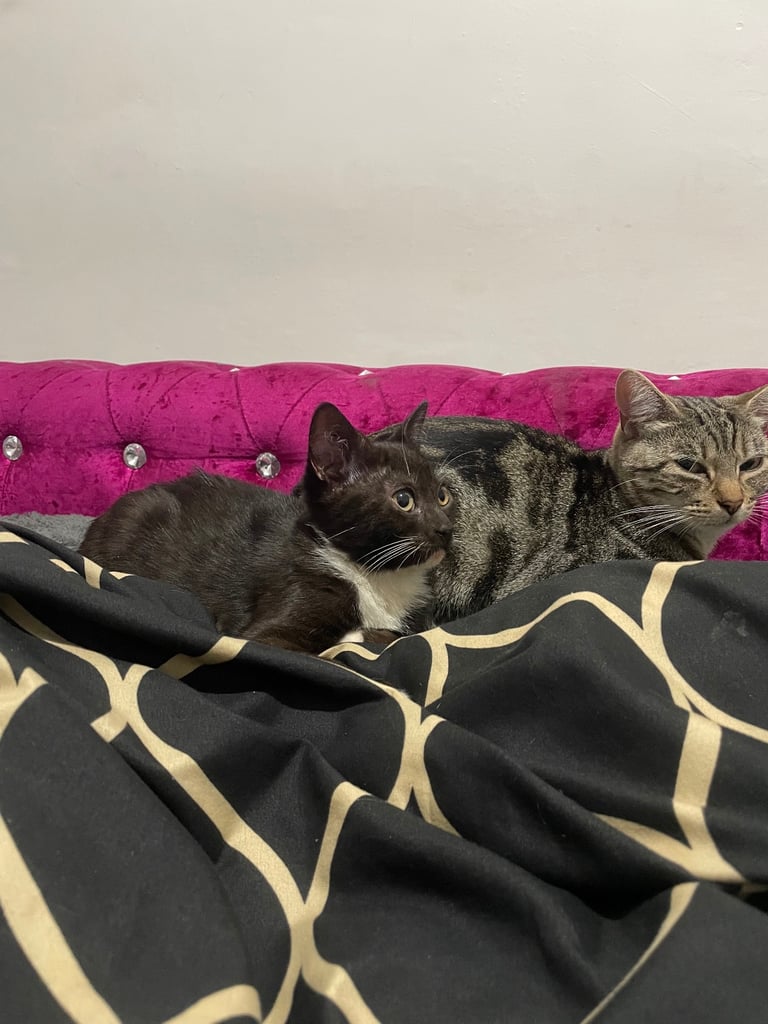 Tuxedo and tabby kitten