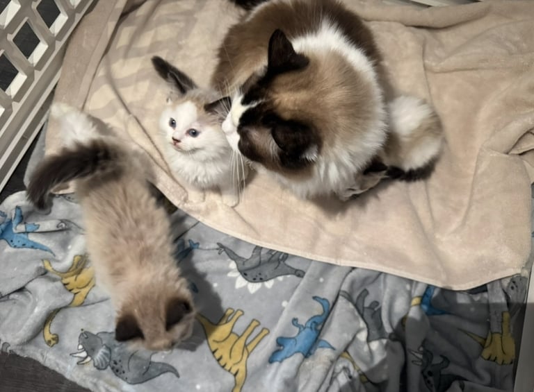 Ragdoll kittens for sale GCCF 