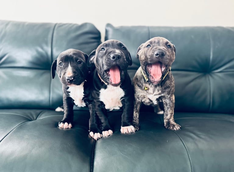 Staffordshire x English bull terrier puppy’s 