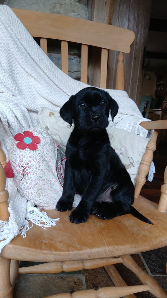 FIELD TRIAL CHAMPION BRED LABRADOR PUPPIES