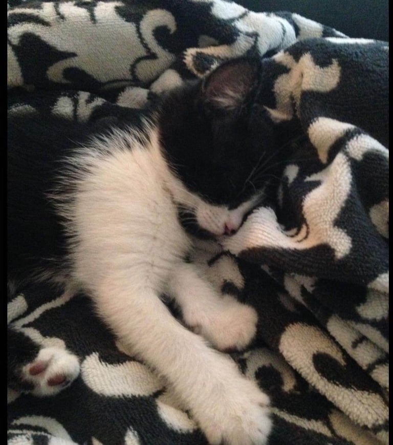 Black & White & Tuxedo Kittens Ready For New Homes 