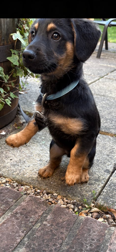 German shepherd dachshund 