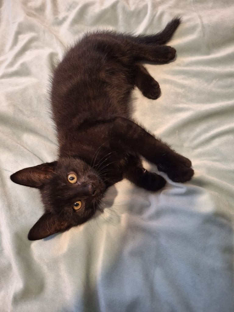 Lovely kittens for sale 