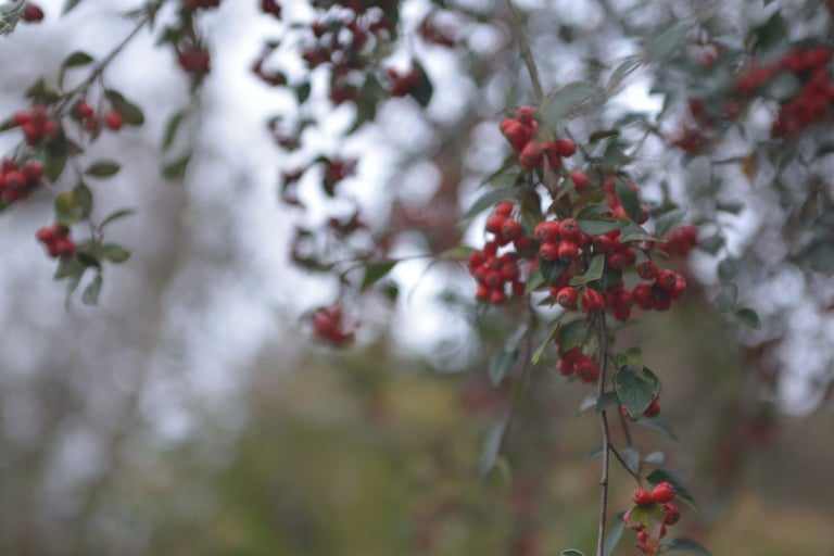 Harvest-Time Herbals: Entering Autumn with Medicinal Stores for The Dark Time