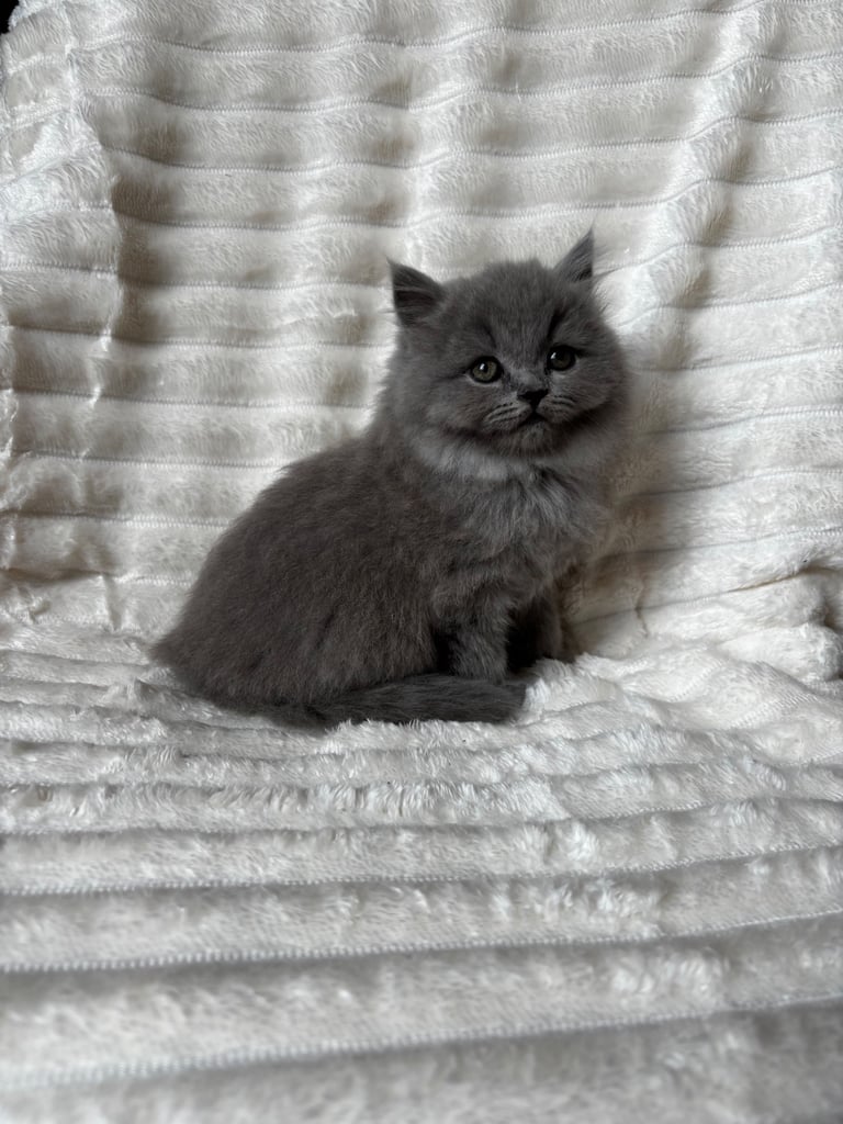 GCCF BRITISH SHORTHAIR & BRITISH LONGHAIR KITTENS