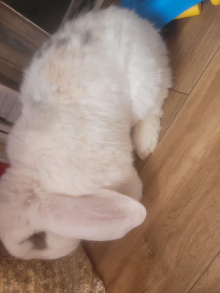 Rabbit less than 3 years old