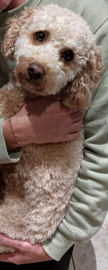 Cavapoo 2 year old