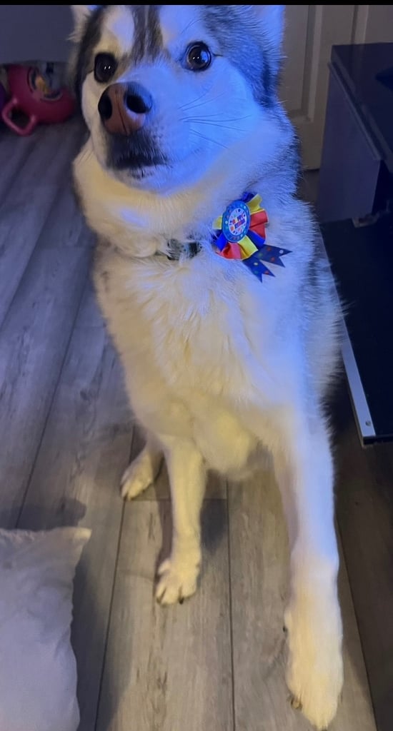 Siberian Husky for rehome