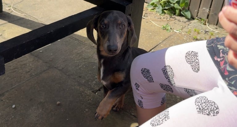 Entire Miniature Dachshund 
