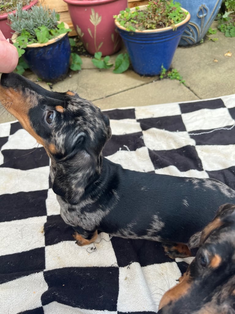 Beautiful dachshund puppies 🐾