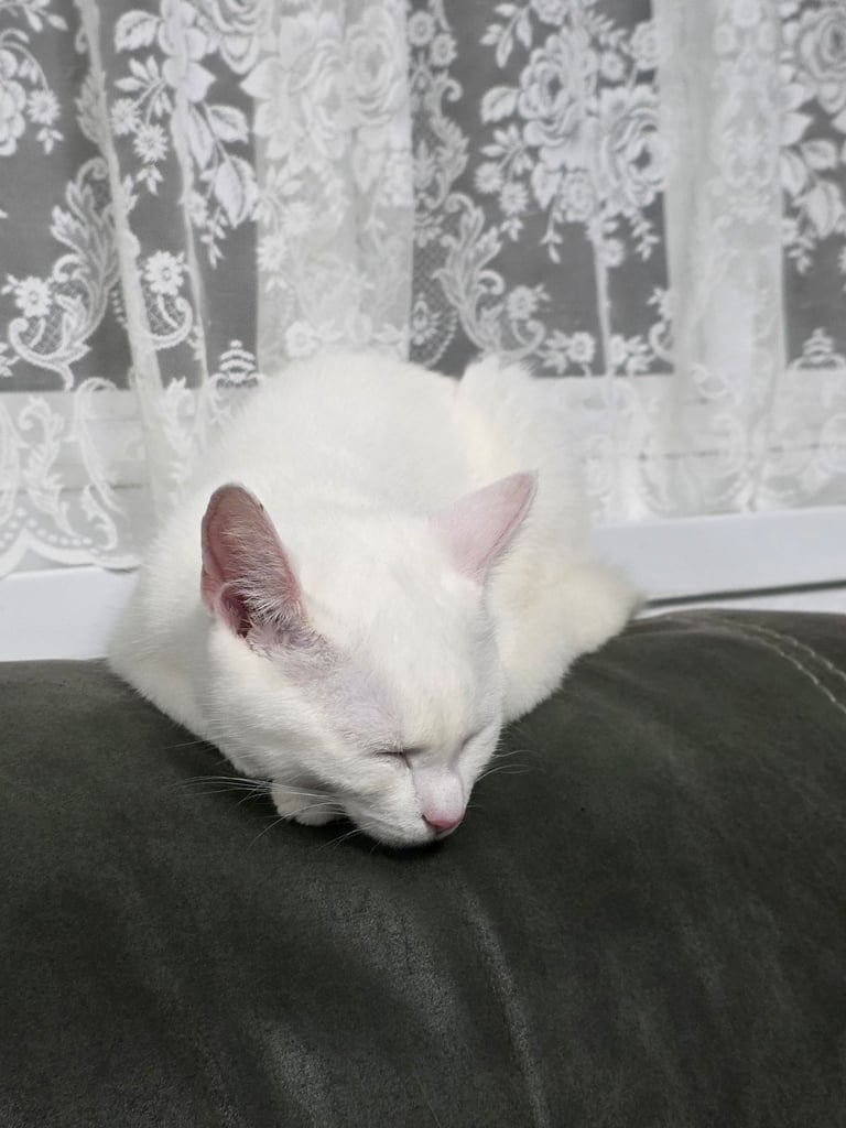 Turkish angora female kitten