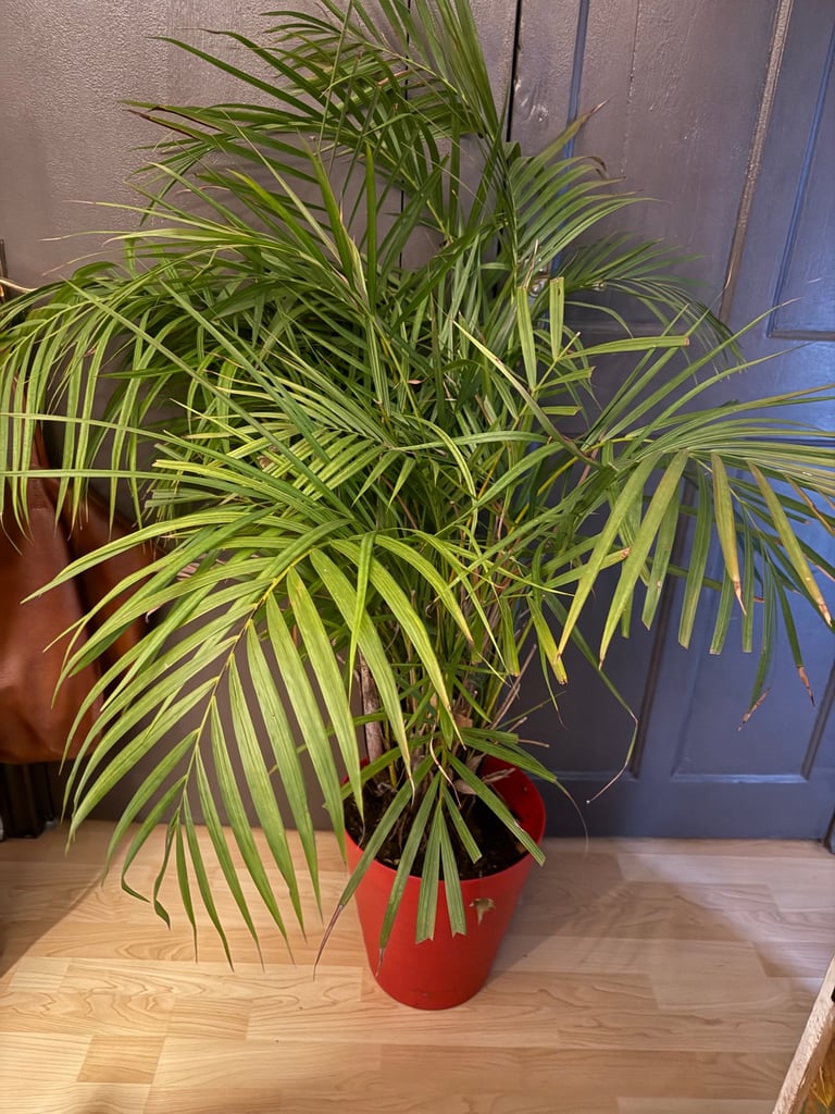 image for Areca palm 
