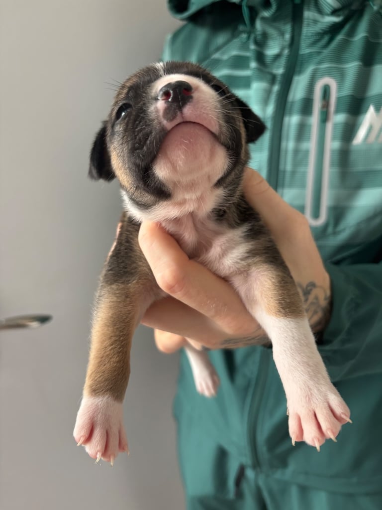 Bulldog/staffy mix 
