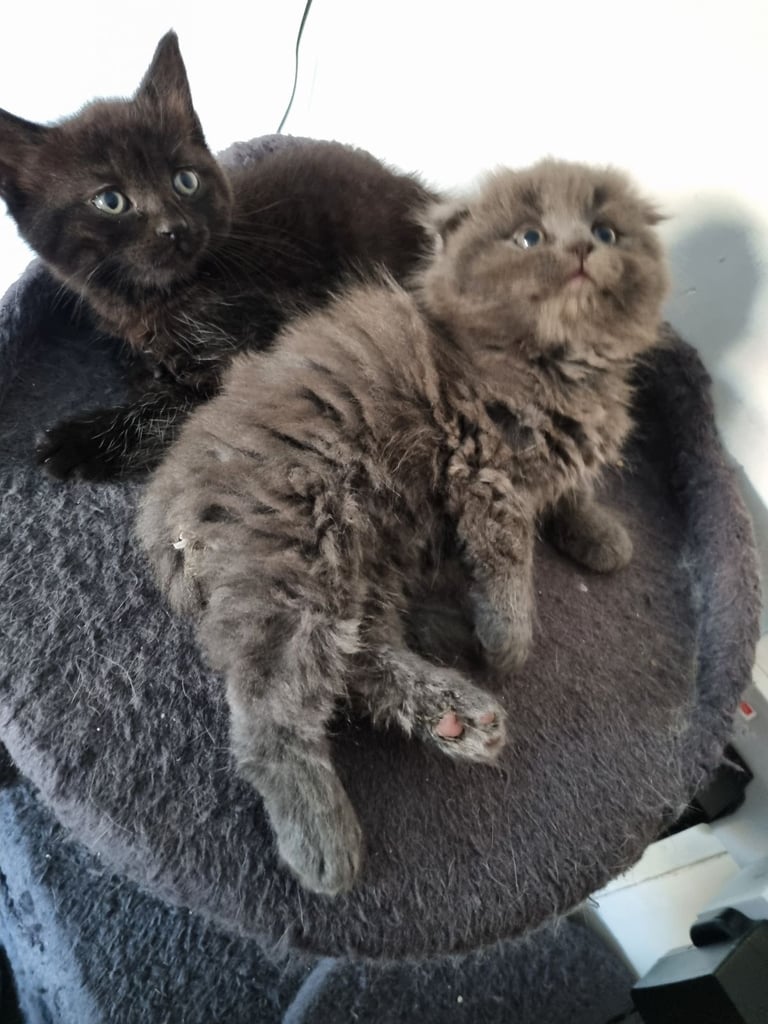 image for Beautiful kittens 