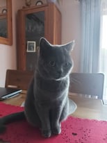 Beautiful British Blue Shorthair Cat - she is rehomed