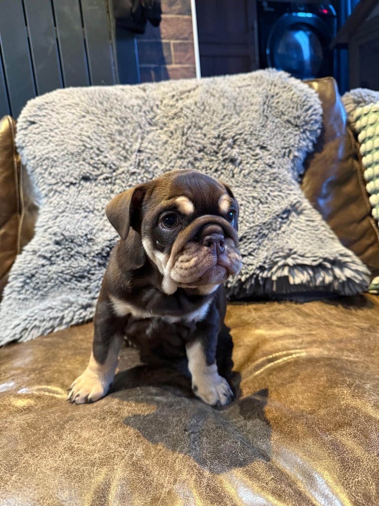 8 Week Old Female English Bulldog (Reduced due to Timewaster - READY NOW)