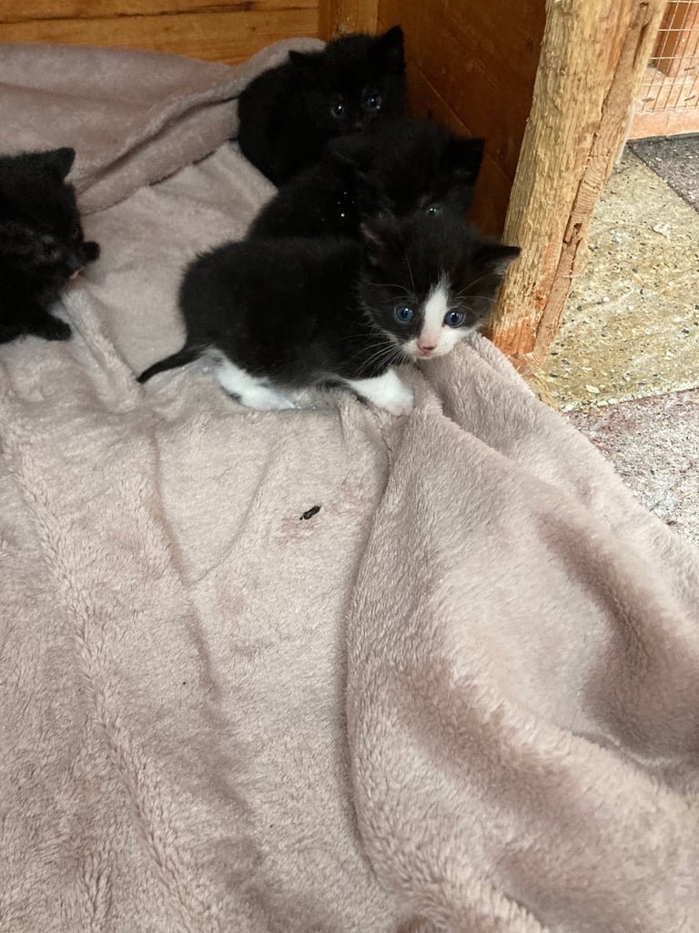 Kittens for sale 