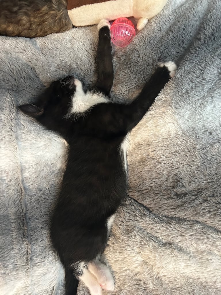 8 week old girl and boy kitten 🐈‍⬛ 