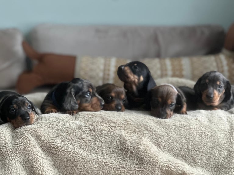 KC registered PRA CLR miniature dachshunds 