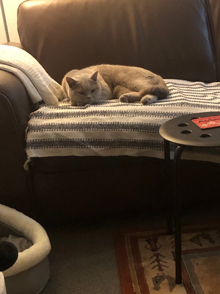 British Shorthair Cat
