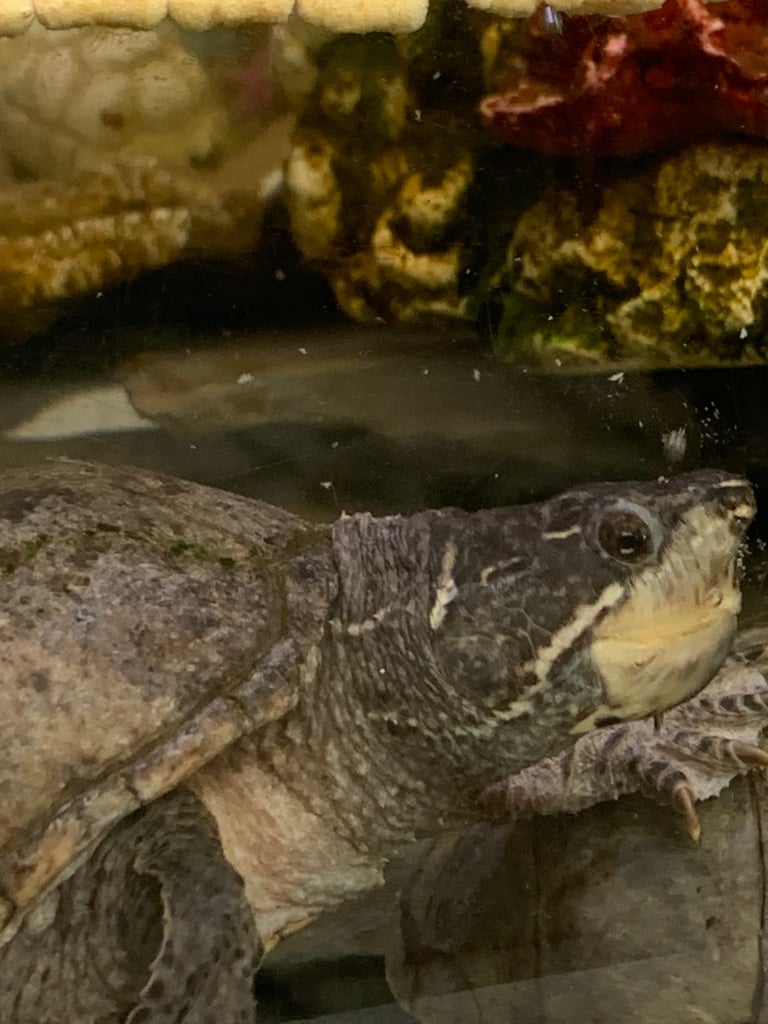 image for Turtles and the Tank