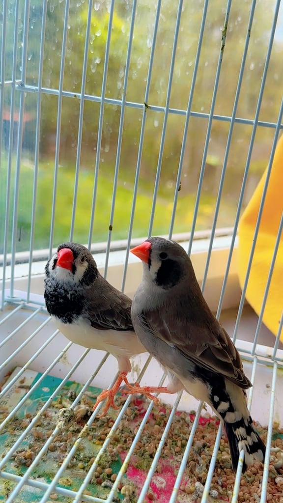 4 PAIRS OF GOOD SIZED ZFS RUNG ZEBRA FINCHES