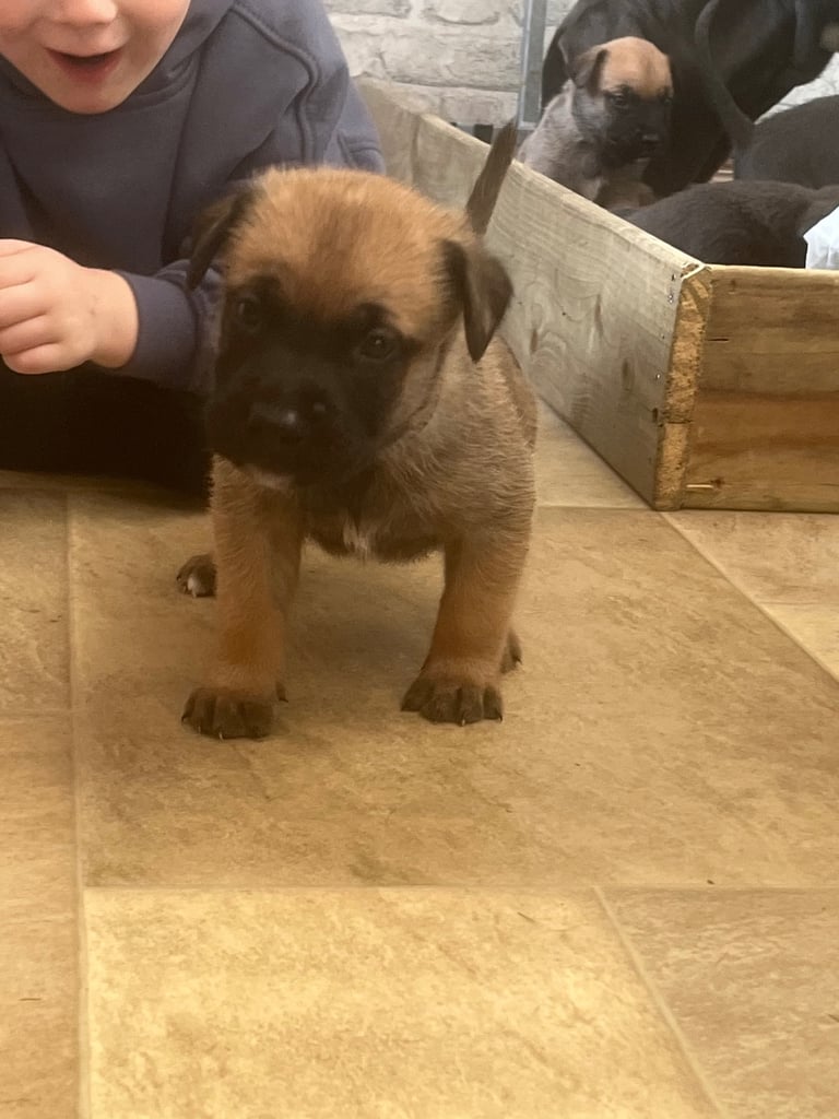 Cane Corso x belgian malinois 04/10/25 6 pups left