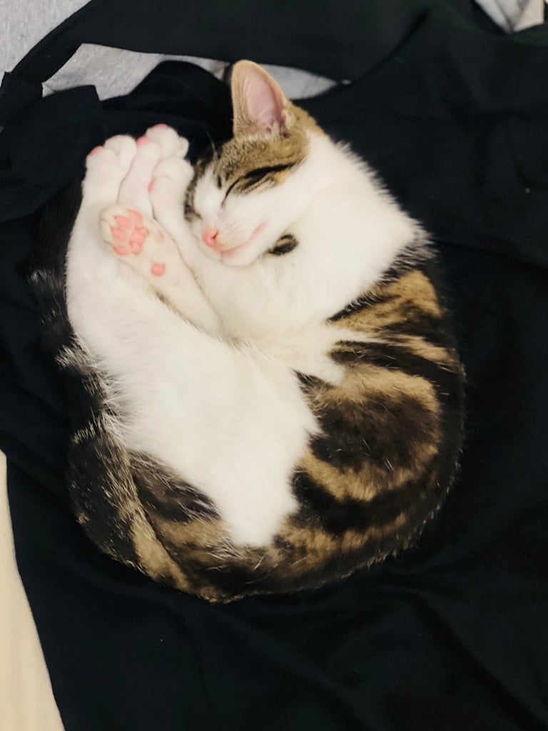 Smart cute and playful kitten 