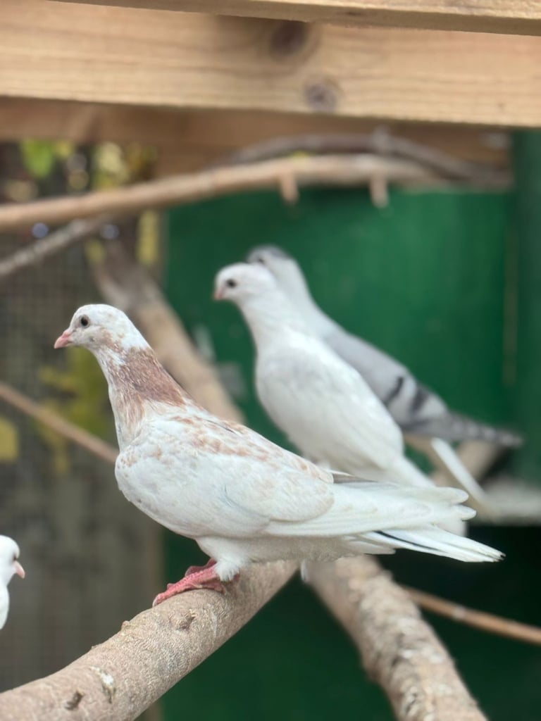 Pigeons for sale 