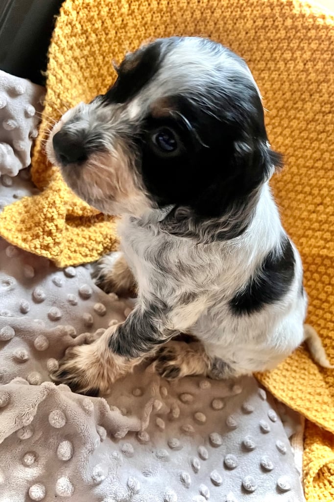 Cocker Spaniel pups 🐶 Looking for Forever Homes🐶