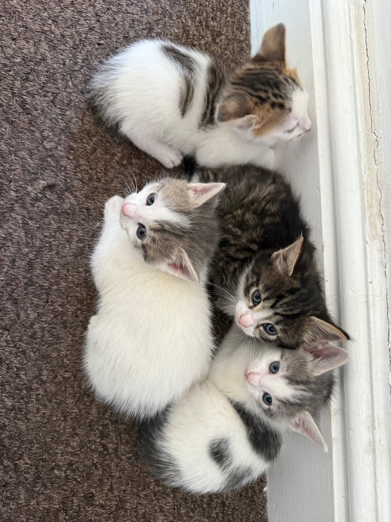 Only 2 left! Cuddly little kittens looking for rehoming 