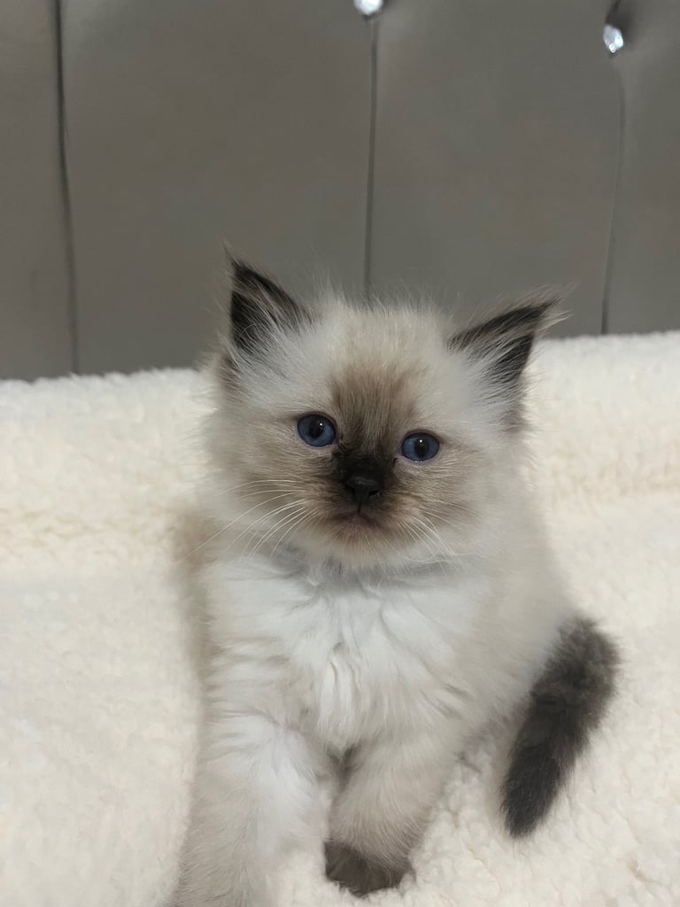 Adorable ragdoll kittens for sale ! 🐾