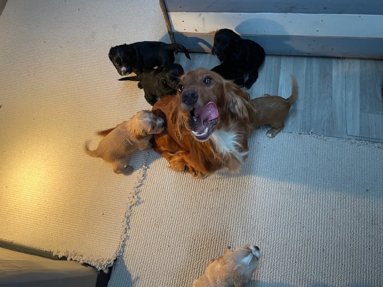 🐾 Gorgeous Cocker Spaniel Puppies  🐾