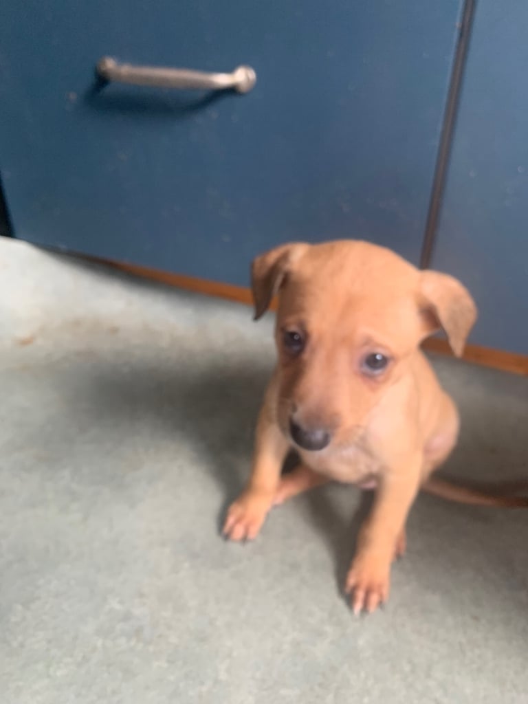 Lurcher pups