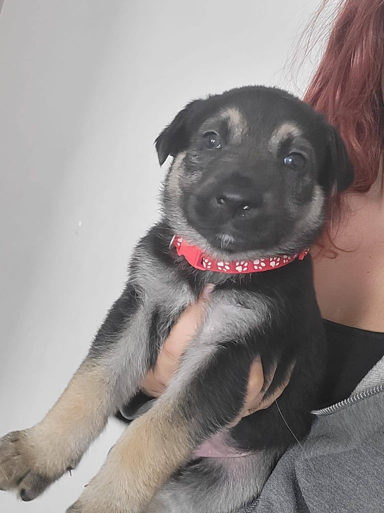 Gsd puppy