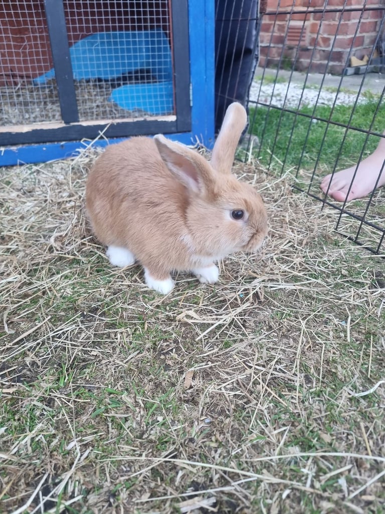 MINI LOP CROSS BABIES 