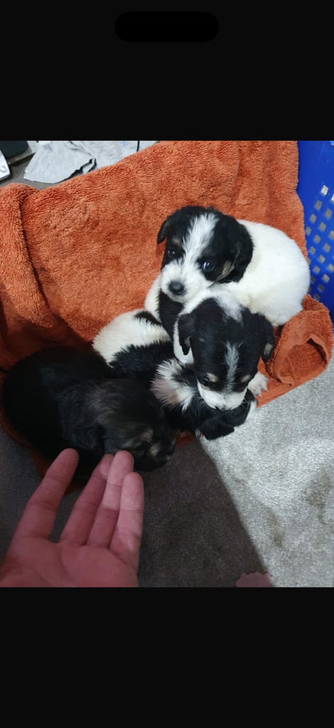 image for  Cockapoo puppy’s 