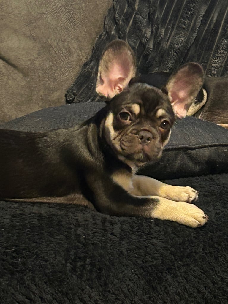 image for French bulldog 