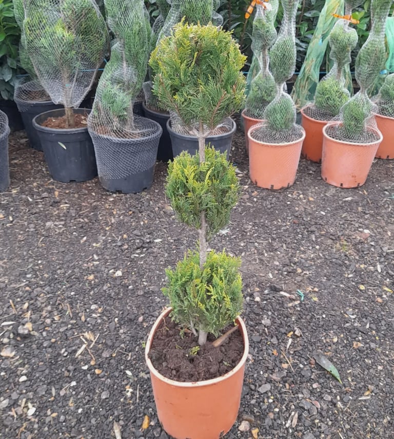 Topiary Tree "Pom Pom" Lemon Conifer Hardy Plants Approx 100cm Tall 20L Pot