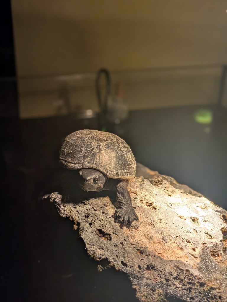 Musk turtles + complete equipment 