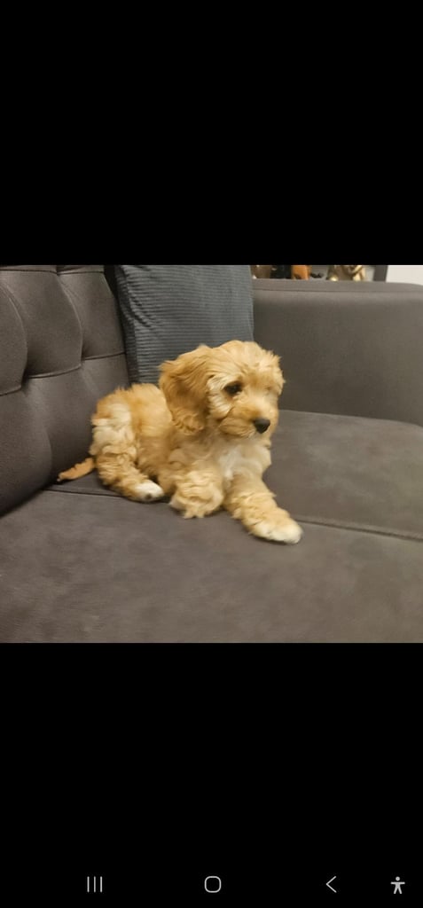 Beautiful 10-Week-Old Cockapoo Puppy – “Daisy”