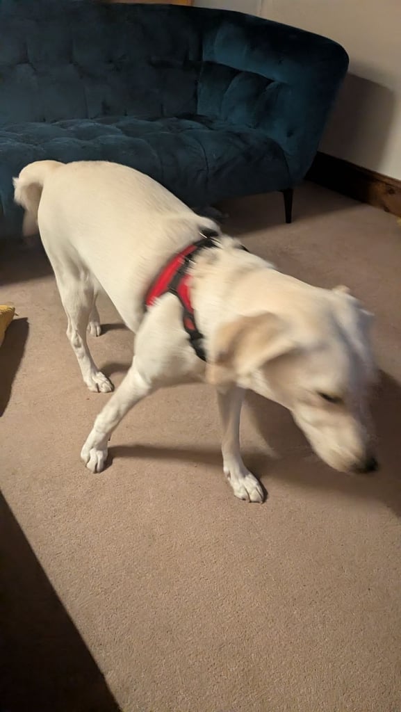 Labrador retriever  beautiful dog brilliant temperament 