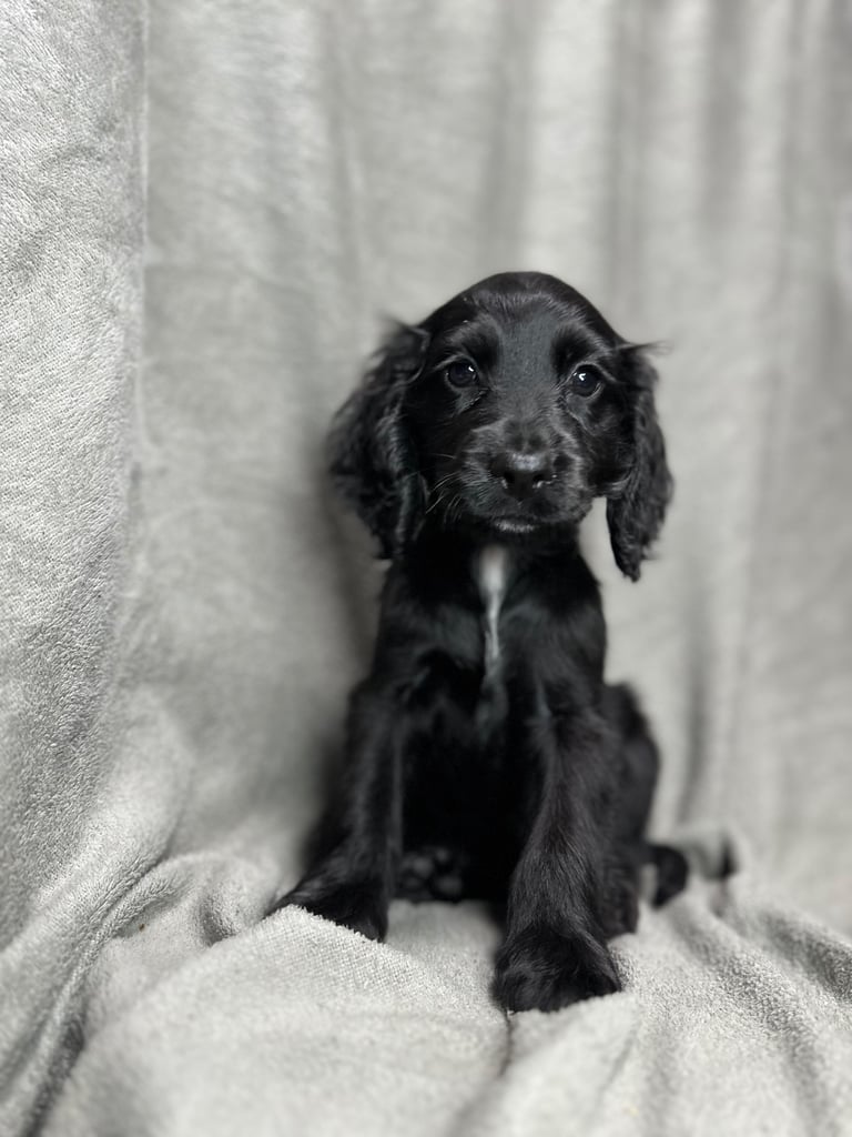 Cockapoo puppys 