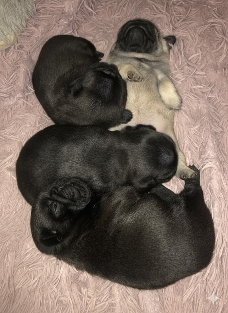 Beautiful Family Raised Pug Puppies for sale