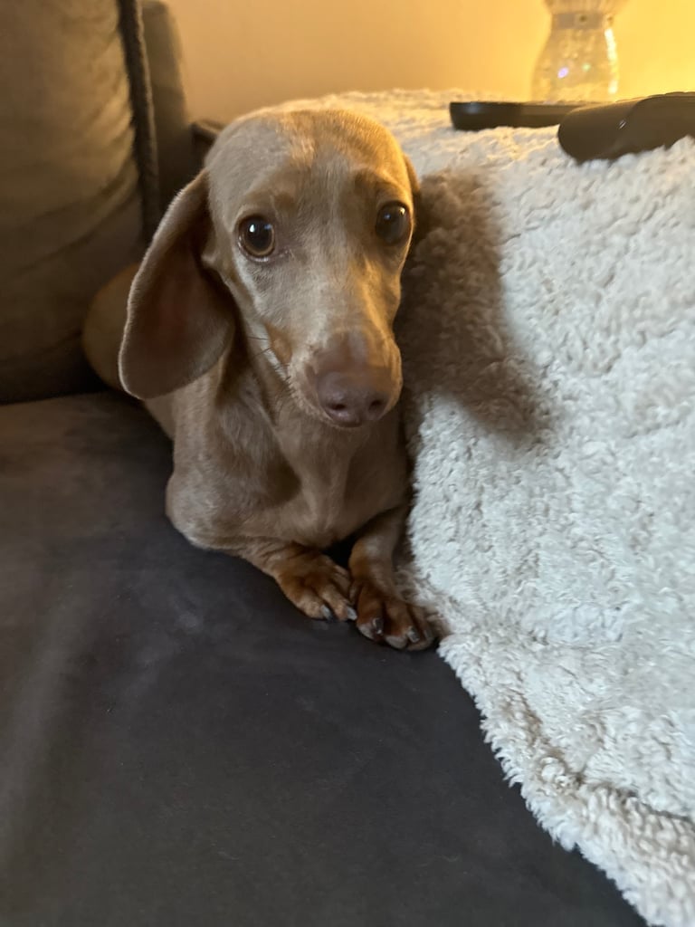 Lilac and tan miniture daschund 